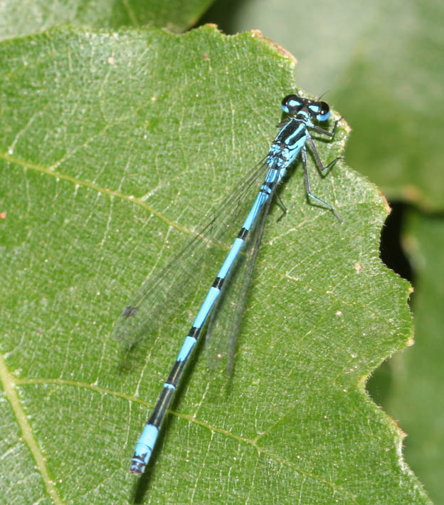 Coenagrion puella e scitulum (Odonata, Coenagrionidae)